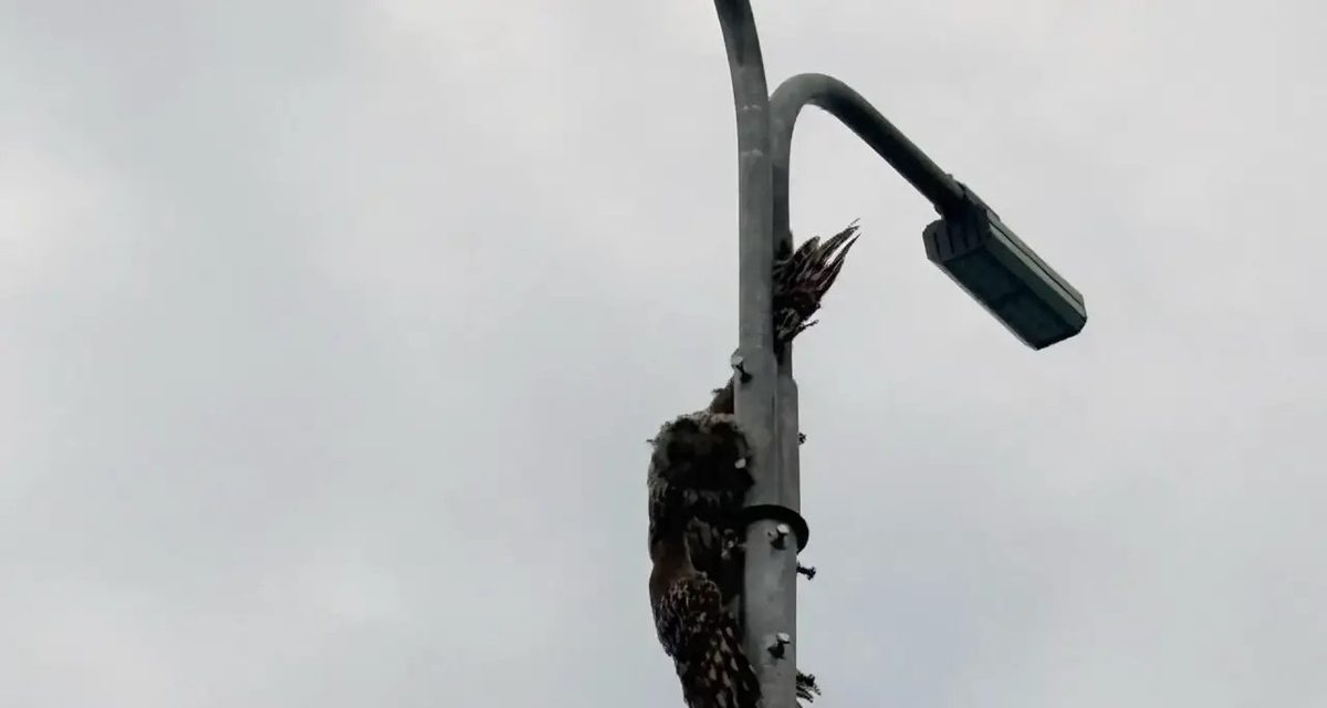 Спасатели с автолестницей вызволили крупную сову со стройплощадки в Автозаводском районе